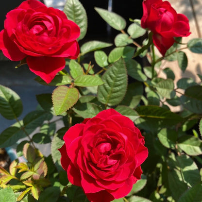 100pcs/bag Rose Seeds - Fragrant & Easy to Grow for Flower Gardens