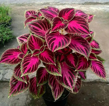 100pcs/bag Coleus Seeds Colorful Foliage Plant Seeds for Year-Round Interest