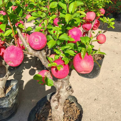 30pcs/bag Apple Seeds Heirloom Varieties Crisp Fruit Trees for Cold Climate Growing