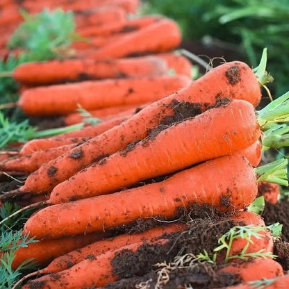 200pcs/bag Carrot Seeds - Crispy Orange Roots for Easy Vegetable Bed Growing