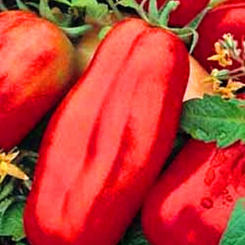 Tomato Seed Collection 200pcs/bag High-Yield Seeds for Planting