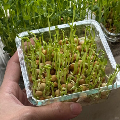10pcs/bag Pea Seeds Sugar Snap Snow Peas for Fresh Eating & Cooking
