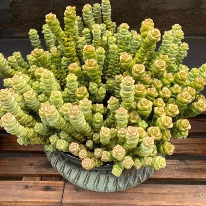 Succulent Seeds, Non-GMO Cute Fleshy Seeds for Terrariums & Window Sills