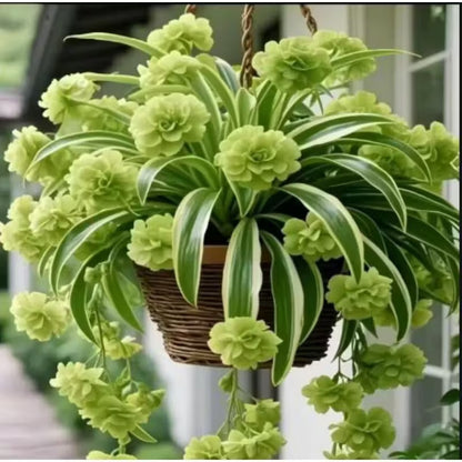 Rare Phalaenopsis Seeds, Unique Soft Color Orchid Seeds for Plant Collections