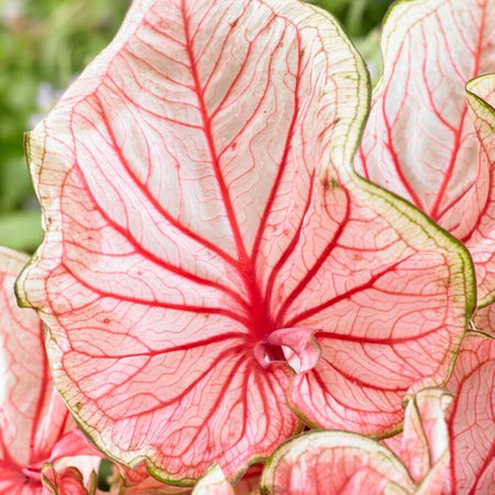 Grow Stunning Hostas from Seed – Hardy & Low-Maintenance