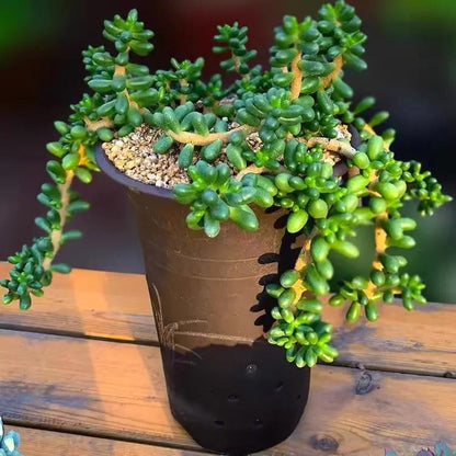 Succulent Seeds, Non-GMO Cute Fleshy Seeds for Terrariums & Window Sills