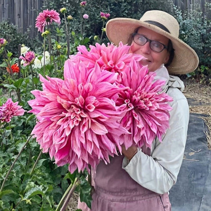 Large Bloom Dahlia Seeds, Non-GMO Cut Flower Seeds for Bouquets
