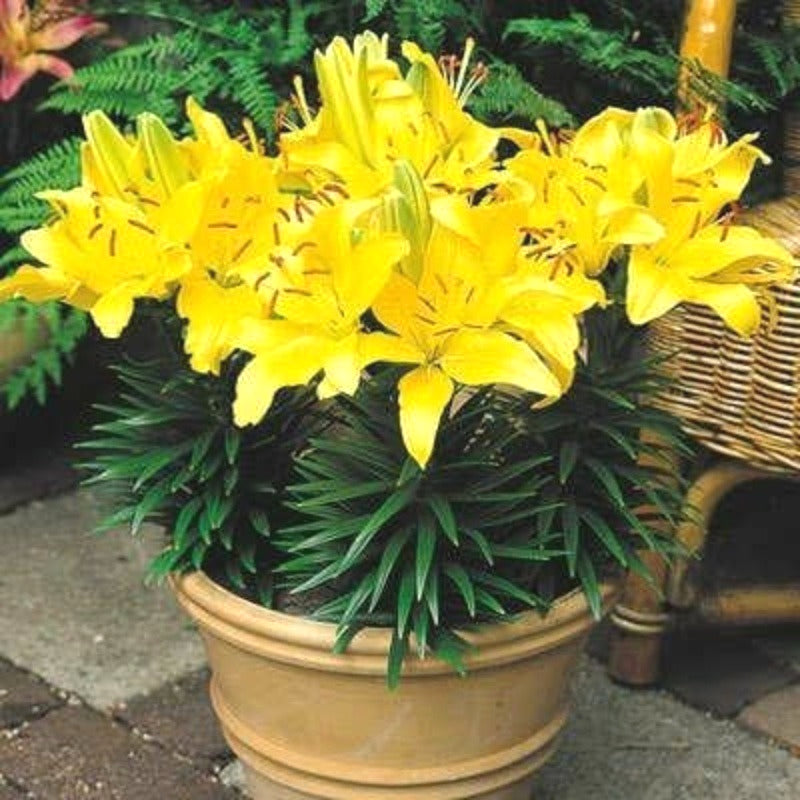 Hardy Lily Seeds, High Germination Flower Seeds for Garden Borders