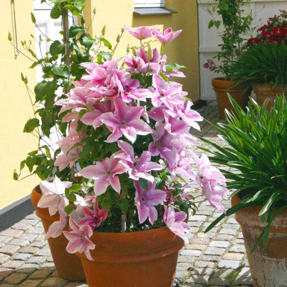 Fresh Clematis Seeds, Non-GMO for Home Garden