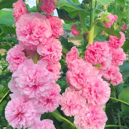 Heirloom Hollyhock Seeds, Multi-Color Tall Stalk Flower Seeds