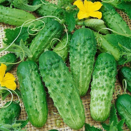 Home Garden Cucumber Seeds, Crisp Fresh Fruits for Daily Eating & Cooking