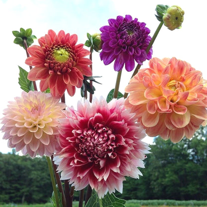 Large Bloom Dahlia Seeds, Non-GMO Cut Flower Seeds for Bouquets