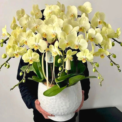 Phalaenopsis Seeds, Non-GMO Elegant Orchid Seeds for Indoor Decor