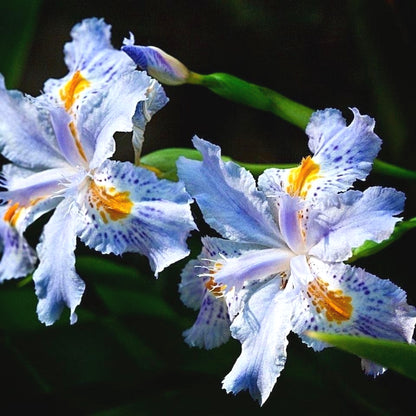 Wild-Adapted Butterfly Orchid Seeds, Non-GMO Hardy Seeds for Outdoor Wild Planting
