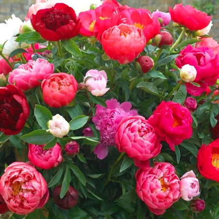 Hardy Perennial Peony Seeds, Spring Blooming Garden Landscape Seeds