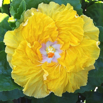 Tropical Hibiscus Seeds, Non-GMO Ornamental Seeds for Patio Pots