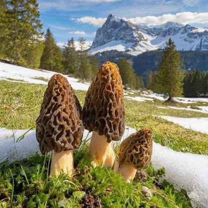 Home Garden Mushroom Seeds, Nutritious Edible Seeds for Daily Cooking