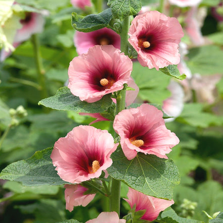 Heirloom Hollyhock Seeds, Multi-Color Tall Stalk Flower Seeds