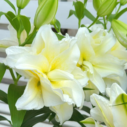 Hardy Lily Seeds, High Germination Flower Seeds for Garden Borders