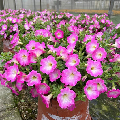 Mini Petunia Seeds, Compact Non-GMO Flower Seeds for Window Sills & Small Pots (Easy to Grow)