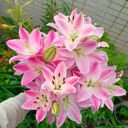 Exotic Lily Seeds, Non-GMO Fragrant Flower Seeds for Indoor & Outdoor