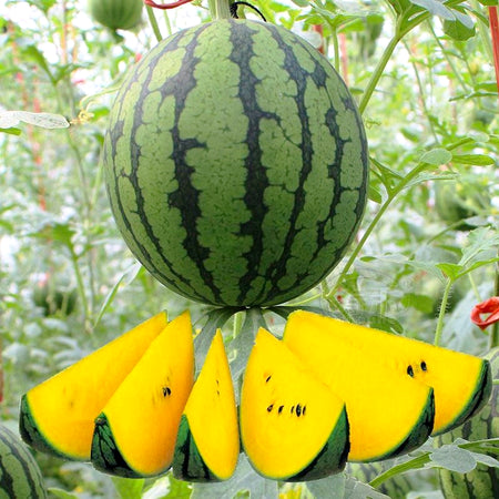 Non-GMO Yellow Watermelon Seeds, Sweet Golden Flesh for Melon Fields & Home Gardens