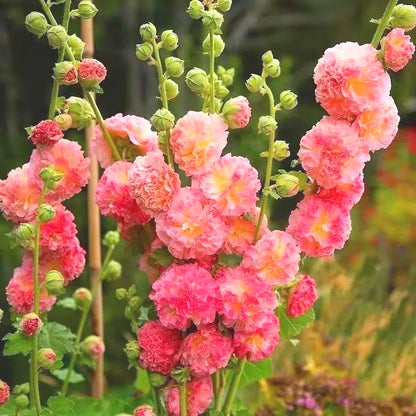 Outdoor Hollyhock Seeds, Biennial Flower Seeds for Home Landscaping