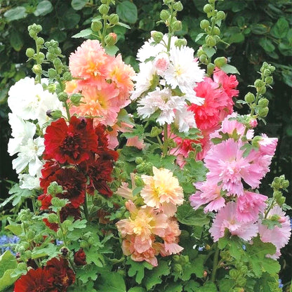 Mixed Color Hollyhock Seeds, Fast Growing Tall Garden Ornaments