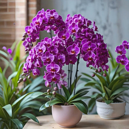 Elegant Butterfly Orchid Seeds, Non-GMO Seeds for Gifts & Indoor Display