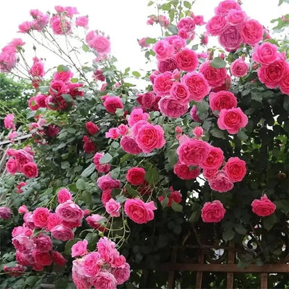 Premium Rose Seeds, Heirloom Non-GMO Flower Seeds for Home Garden Planting