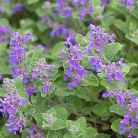 Easy-Grow Mint Seeds, Non-GMO Cold Hardy Herb Seeds for Beginners & Indoor Planting