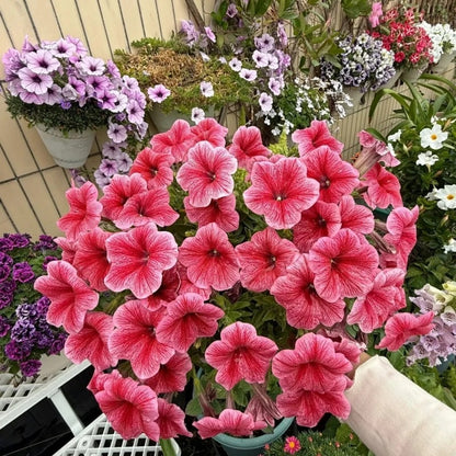 Petunia Seeds, Non-GMO High Germination Annual Flower Seeds for Garden & Balcony