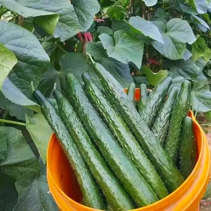 High Germination Cucumber Seeds, Edible Seeds for Outdoor Garden Planting