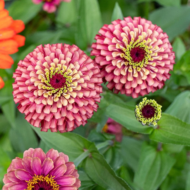 Garden Zinnia Seeds, Easy to Grow Non-GMO Seeds for Hanging Baskets & Cut Bouquets