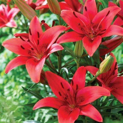 Lily Seeds, Non-GMO Fragrant Flower Seeds for Garden & Cut Arrangements