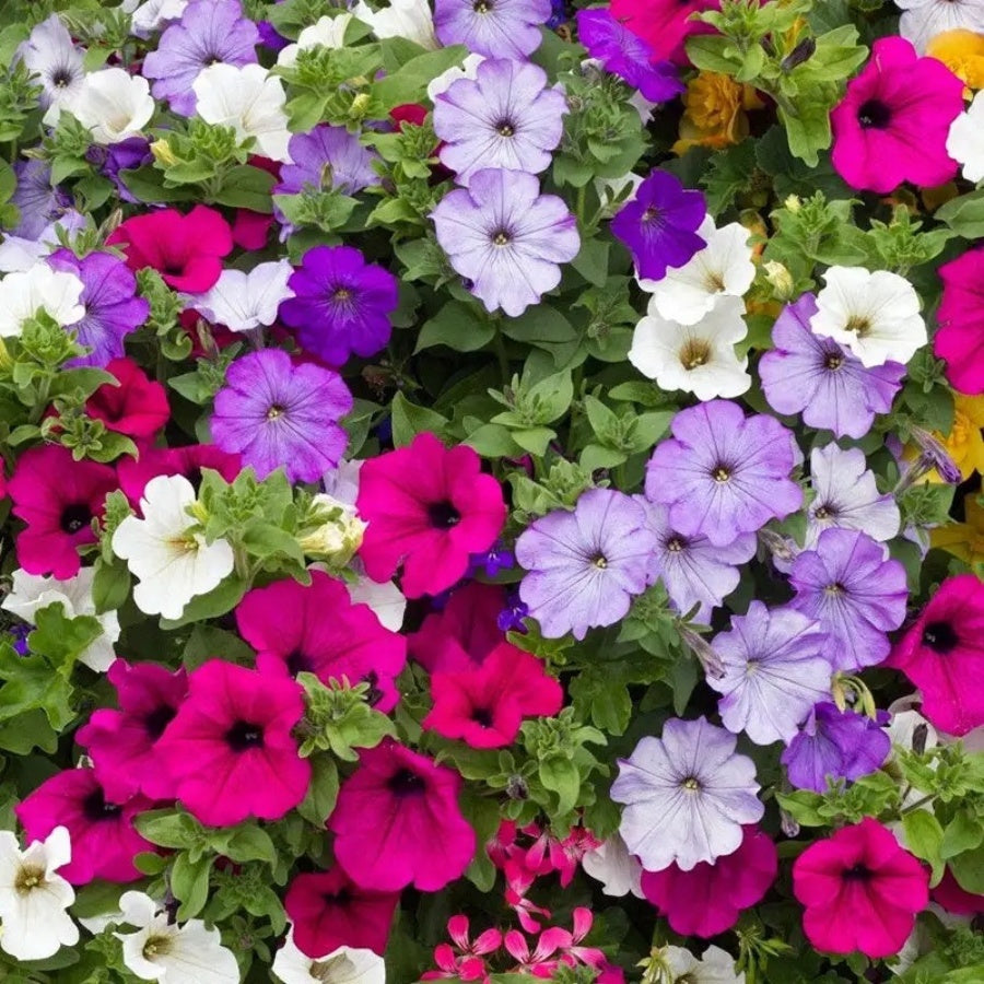 Rare Petunia Mix Seeds, High Germination Easy Grow Flower Seeds for Beginners