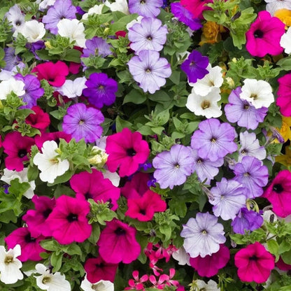 Rare Petunia Mix Seeds, High Germination Easy Grow Flower Seeds for Beginners