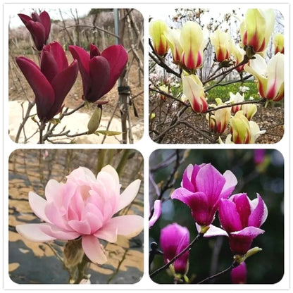 Rare Magnolia Seeds, High Germination Perennial Tree Seeds for Outdoor Landscaping