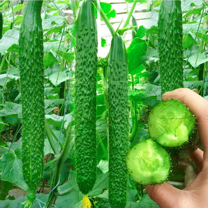 Home Garden Cucumber Seeds, Crisp Fresh Fruits for Daily Eating & Cooking