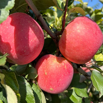 30pcs/bag Apple Seeds Heirloom Varieties Crisp Fruit Trees for Cold Climate Growing