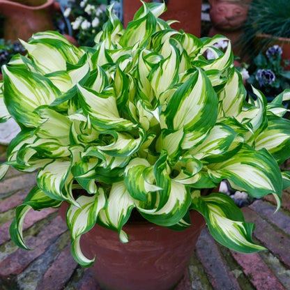 100pcs/bag Hosta Seeds: Shade-Loving Perennial Plant Seeds for Landscaping