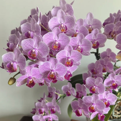 50pcs/bag Phalaenopsis Orchid Seeds - Exotic Moth Orchid for Indoor Propagation