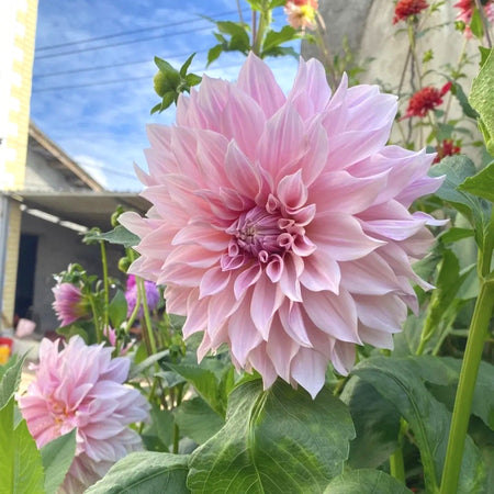 Easy-Grow Dahlia Seeds, High Germination Flower Seeds for Beginners