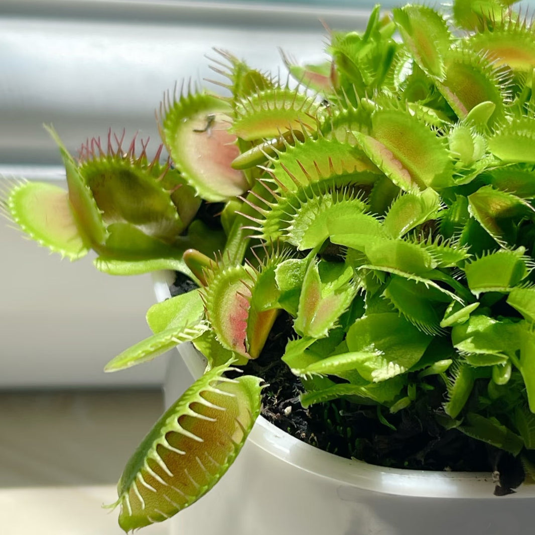 Cold Hardy Venus Flytrap Seeds, Non-GMO Exotic Seeds for Terrariums