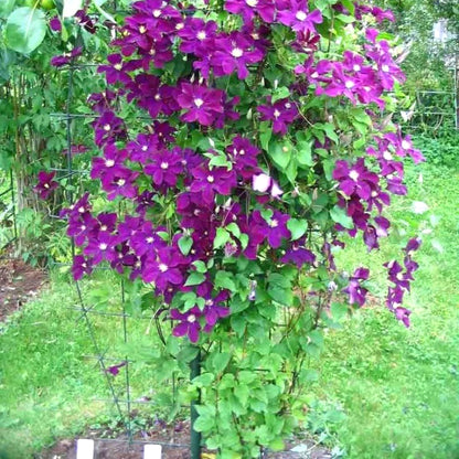 Premium Clematis Seeds, Fast-Growing Climbing Vines