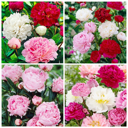 Fresh Peony Flower Seeds, Vibrant Mixed Colors for Patio & Yard