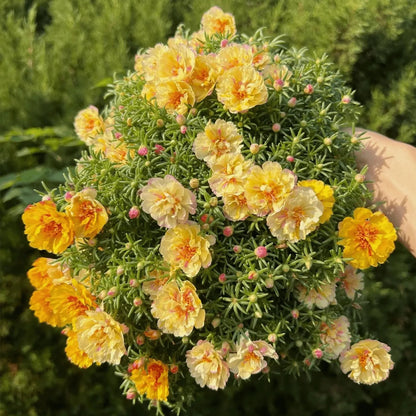 Easy-Grow Sunflower Seeds, Bright Blooms for Yard Decor