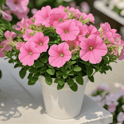 Fragrant Petunia Seeds, Non-GMO Annual Flower Seeds for Indoor & Outdoor Planting