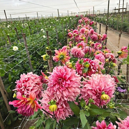 Exotic Dahlia Seeds, Non-GMO Vibrant Seeds for Patio Pots & Gardens