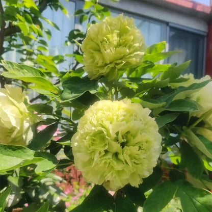 Rare Mixed Peony Seeds, Elegant Luxury Flower for Home Decoration